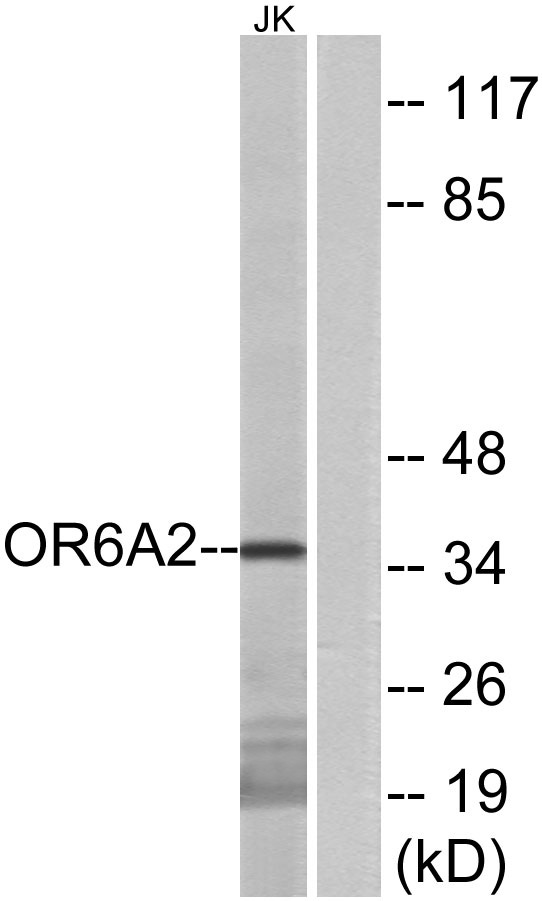 a15376 or6a2 primary antibodies wb testing 1