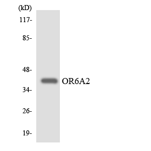 a15376 or6a2 primary antibodies wb testing 2
