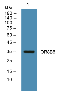 a15378 or8b8 primary antibodies wb testing 1
