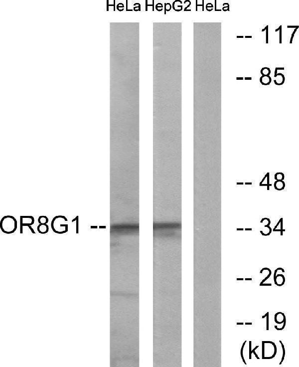 a15379 or8g1 primary antibodies wb testing 1