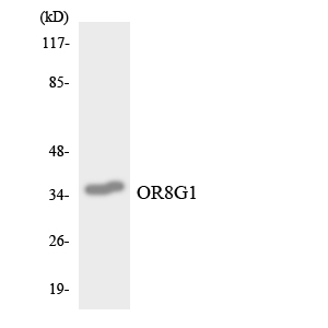 a15379 or8g1 primary antibodies wb testing 2