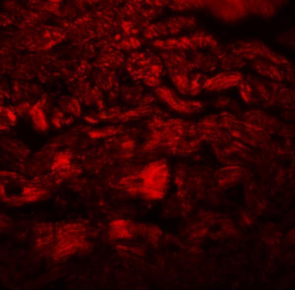 a15380 ppapdc3 primary antibodies if testing 2
