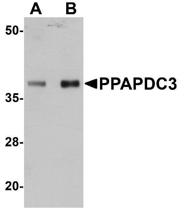 a15380 ppapdc3 primary antibodies wb testing 1