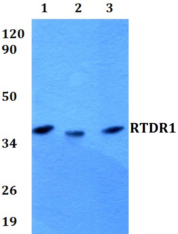 a15382 rsph14 primary antiboties wb testing 1
