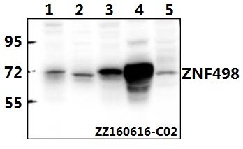a15394 zscan25 primary antiboties wb testing 1
