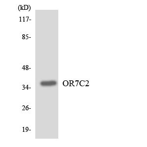 a15405 or7c2 primary antibodies wb testing 1