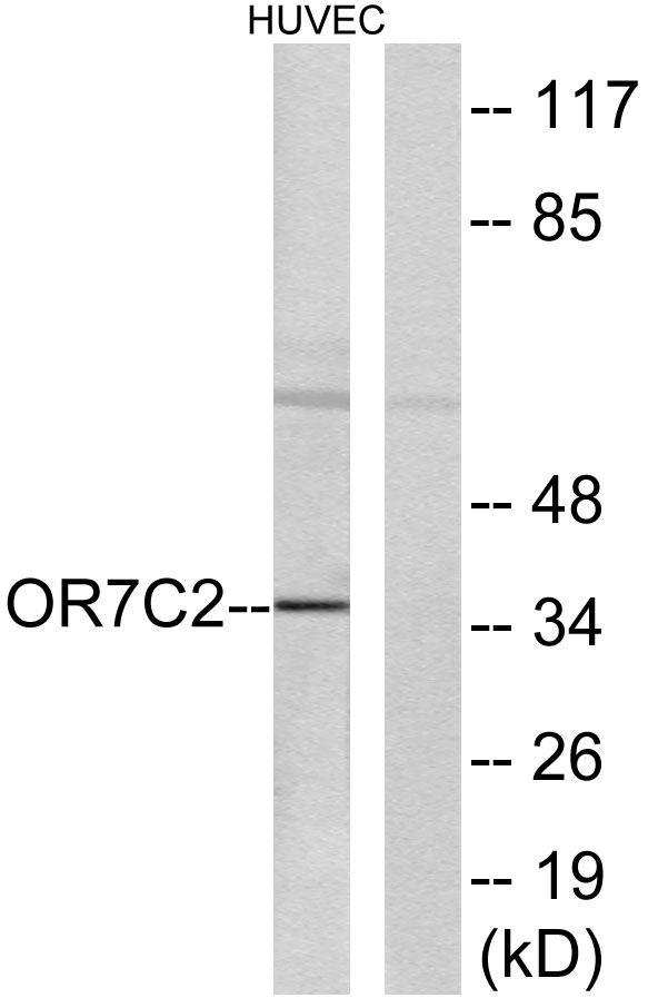 a15405 or7c2 primary antibodies wb testing 3