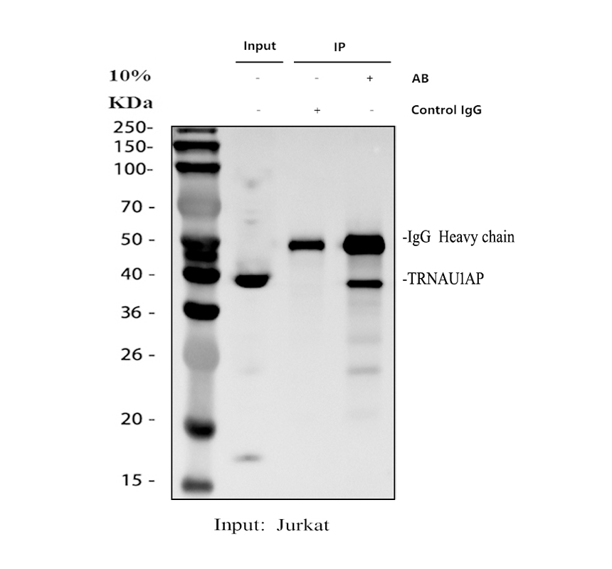 a15424 1 trnau1ap primary antibodies ip testing 1
