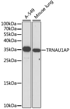 Western blot analysis of extracts of various cell lines, using TRNAU1AP antibody  at 1:1000 dilution