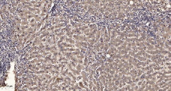 a15427 1 ranbp6 primary antibodies ihc testing 1
