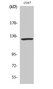 Western Blot analysis of various cells using Ran BP-6 Polyclonal Antibody