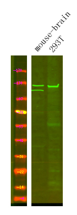 Western Blot analysis of Various cells using primary antibody at 1:1000 dilution 4°C, overnight