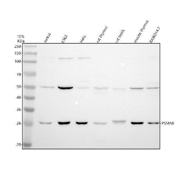 Western blot analysis of PSMA8 using anti-PSMA8 antibody (A15450)