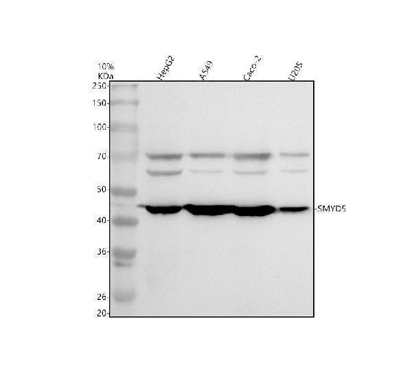 Western blot analysis of SMYD5 using anti-SMYD5 antibody (A15461-1)