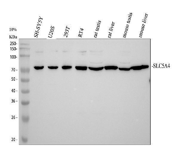 a15467 2 slc5a4 primary antibodies wb testing 1_1