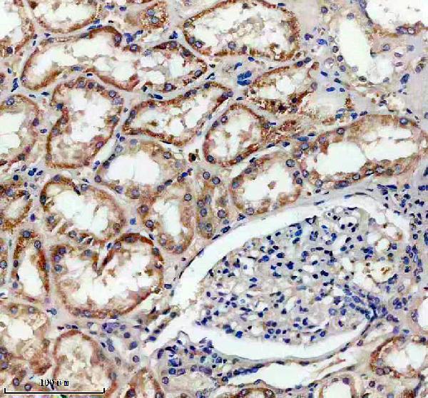 IHC analysis of SLC16A13 using anti-SLC16A13 antibody (A15471-2)