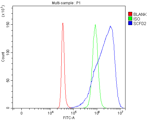 Figure 3. Flow Cytometry analysis of SH-SY5Y cells using anti-SCFD2 antibody (A15482-1). Overlay histogram showing SH-SY5Y cells stained with A15482-1 (Blue line). The cells were fixed with 4% paraformaldehyde and blocked with 10% normal goat serum. And then incubated with rabbit anti-SCFD2 Antibody (A15482-1, 1 microg/1x106 cells) for 30 min at 20°C. DyLight®488 conjugated goat anti-rabbit IgG (BA1127, 5-10 microg/1x106 cells) was used as secondary antibody for 30 minutes at 20°C. Isotype control antibody (Green line) was rabbit IgG (1 microg/1x106) used under the same conditions. Unlabelled sample (Red line) was also used as a control.
