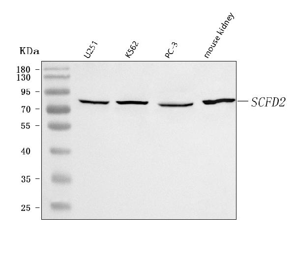 Figure 1. Western blot analysis of SCFD2 using anti-SCFD2 antibody (A15482-1). Electrophoresis was performed on a 5-20% SDS-PAGE gel at 70V (Stacking gel) / 90V (Resolving gel) for 2-3 hours. The sample well of each lane was loaded with 30 ug of sample under reducing conditions. Lane 1: human U251 whole cell lysates, Lane 2: human K562 whole cell lysates, Lane 3: human PC-3 whole cell lysates, Lane 4: mouse kidney tissue lysates. After electrophoresis, proteins were transferred to a nitrocellulose membrane at 150 mA for 50-90 minutes. Blocked the membrane with 5% non-fat milk/TBS for 1.5 hour at RT. The membrane was incubated with rabbit anti-SCFD2 antigen affinity purified polyclonal antibody (Catalog # A15482-1) at 0.5 microg/mL overnight at 4°C, then washed with TBS-0.1%Tween 3 times with 5 minutes each and probed with a goat anti-rabbit IgG-HRP secondary antibody at a dilution of 1:5000 for 1.5 hour at RT. The signal is developed using an Enhanced Chemiluminescent detection (ECL) kit (Catalog # EK1002) with Tanon 5200 system. A specific band was detected for SCFD2 at approximately 75 kDa. The expected band size for SCFD2 is at 75 kDa.