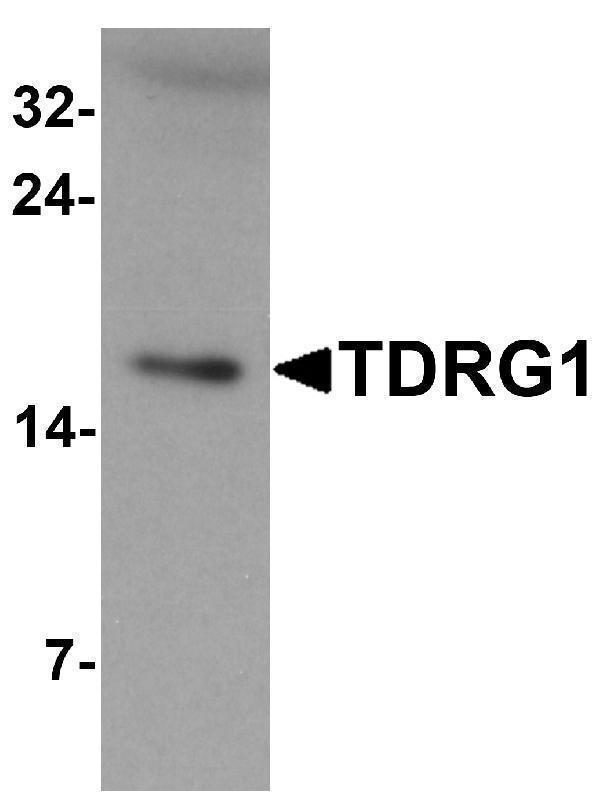 a15487 tdrg1 primary antibodies wb testing 1