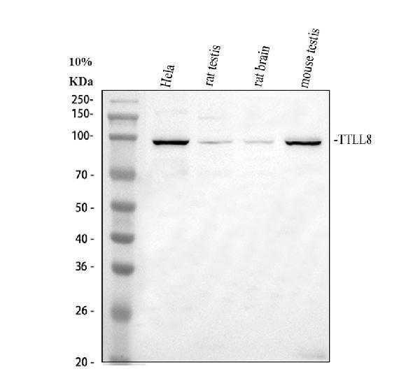 a15489 ttll8 primary antibodies wb testing 1