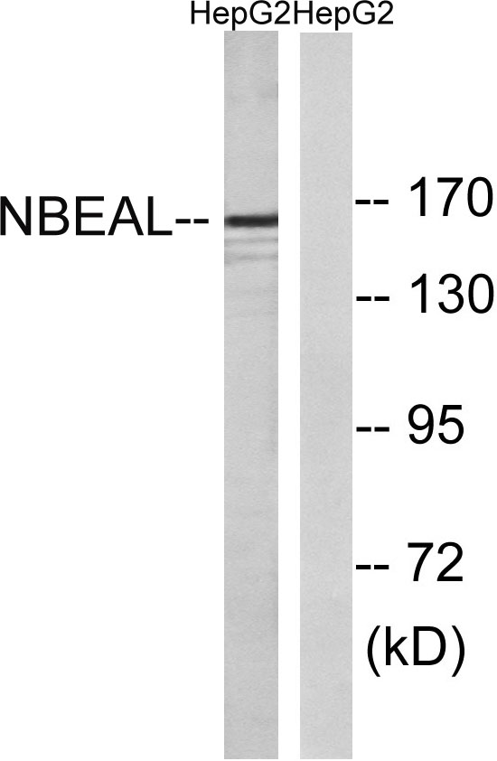 a15493 nbeal1 primary antibodies wb testing 2