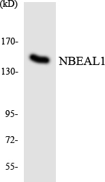 a15493 nbeal1 primary antibodies wb testing 3