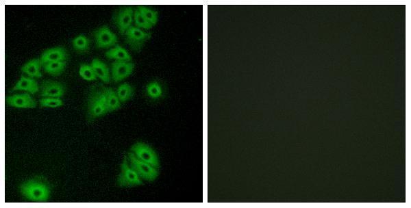 Immunofluorescence analysis of A549 cells, using GPR180 Antibody