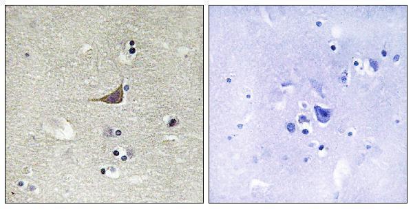 a15497 gpr180 primary antibodies ihc testing 4