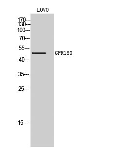 Western Blot analysis of LOVO cells using GPR180 Polyclonal Antibody