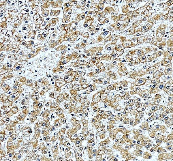 a15507 1 poglut3 primary antibodies ihc testing 1