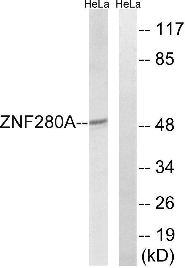 a15519 znf280a primary antibodies wb testing 2