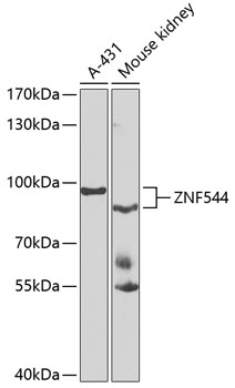 a15523 znf544 primary antiboties wb testing 1