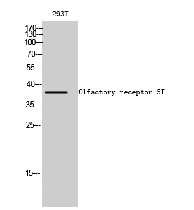 a15527 or5i1 primary antibodies wb testing 2