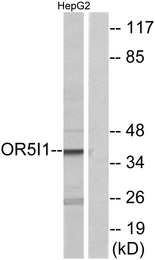 a15527 or5i1 primary antibodies wb testing 3