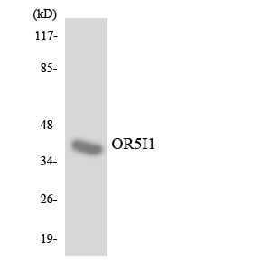 a15527 or5i1 primary antibodies wb testing 4