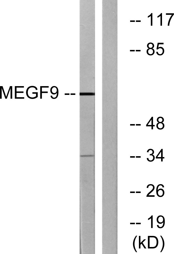 a15544 1 megf9 primary antibodies wb testing 1