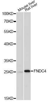 Western blot analysis of extracts of various cell lines, using FNDC4 antibody