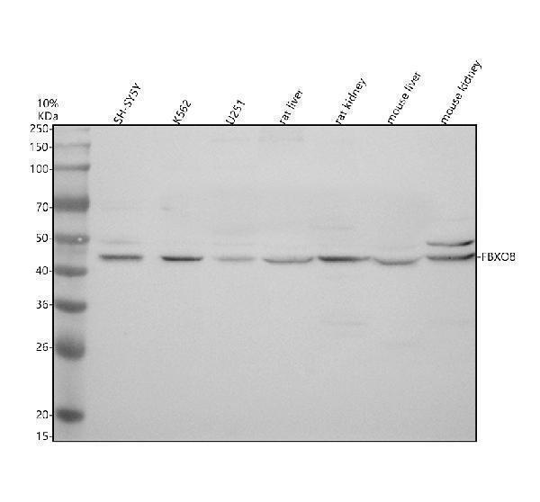 a15576 1 fbxo8 primary antibodies wb testing 1