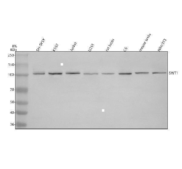 a15590 swt1 primary antibodies wb testing 1