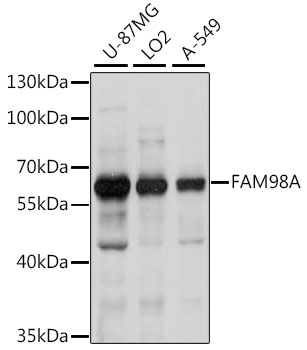 a15624 fam98a primary antiboties wb testing 1