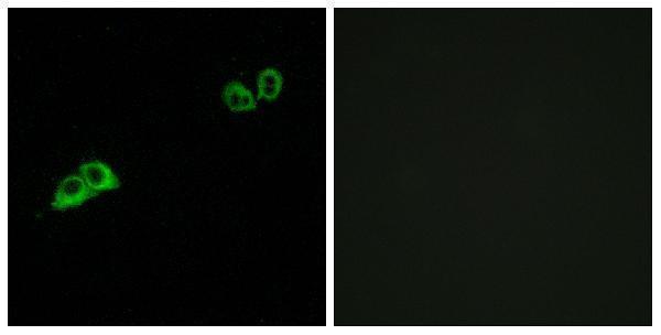 Immunofluorescence analysis of MCF7 cells, using OR2AT4 Antibody