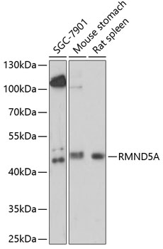 Western blot analysis of extracts of various cell lines, using RMND5A antibody  at 1:1000 dilution