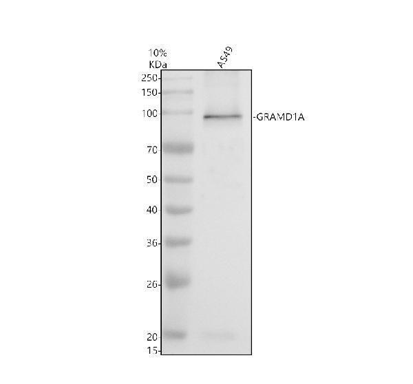 a15650 gramd1a primary antibodies wb testing 1