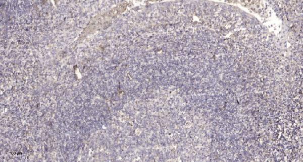 a15655 rpl7l1 primary antibodies ihc testing 1