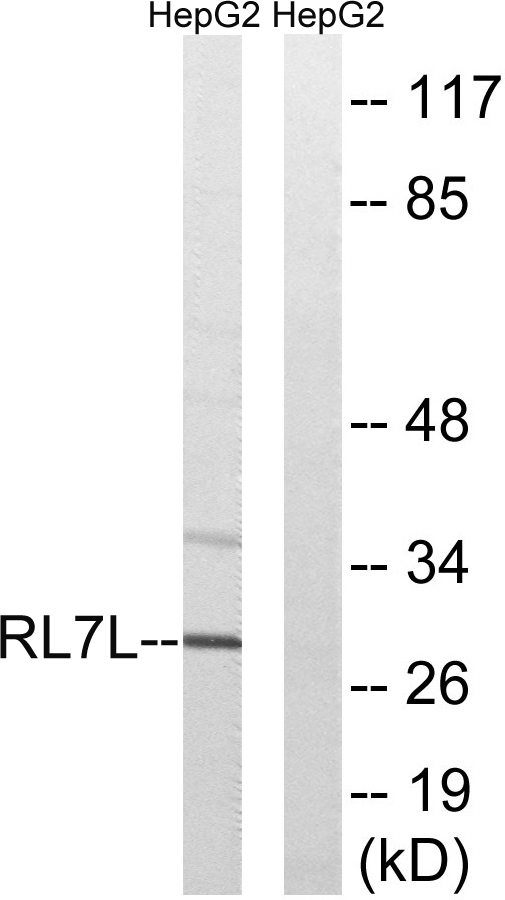 a15655 rpl7l1 primary antibodies wb testing 2