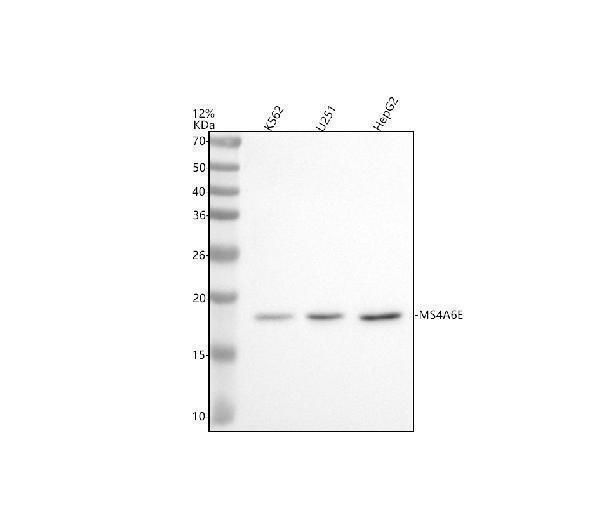 a15657 1 ms4a6e primary antibodies wb testing 1