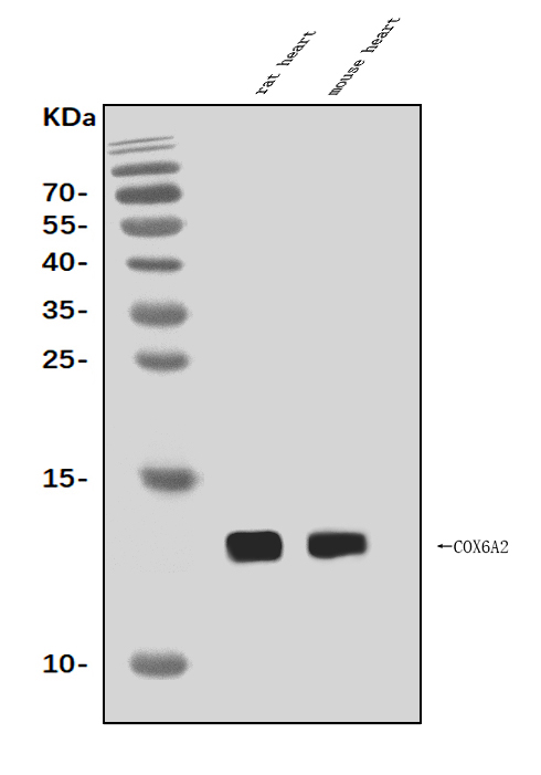 a15662 1 cox6a2 primary antibodies wb testing 1