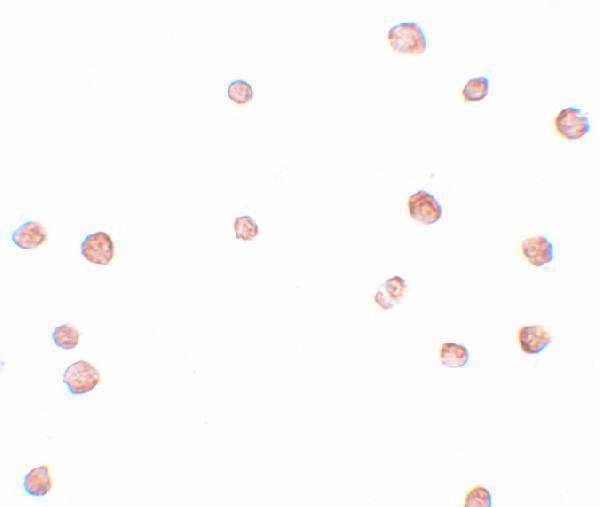 a15663 lrrc19 primary antibodies icc testing 2