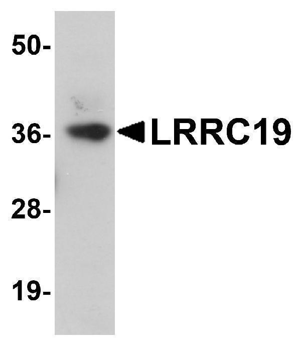 a15663 lrrc19 primary antibodies wb testing 1