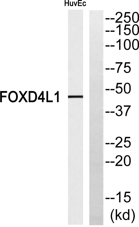 Western blot analysis of FOXD4L1 Antibody